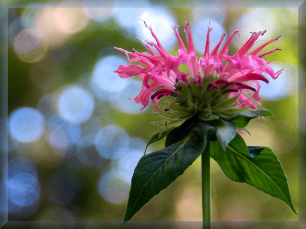 Pink Bee Balm by paintdipper