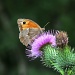 Meadow Brown by seanoneill