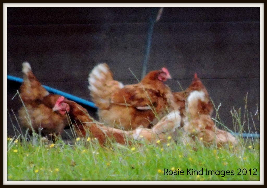 Free range hens by rosiekind