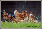30th Aug 2012 - Free range hens