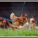 Free range hens by rosiekind