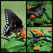 30th Aug 2012 - 4-40 Spicebush swallowtail