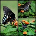 4-40 Spicebush swallowtail by milaniet