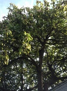 30th Aug 2012 - Apple Tree