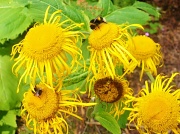 29th Aug 2012 - Bumble Bee Bliss