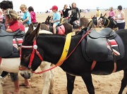 16th Aug 2012 - Donkeys