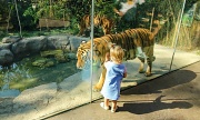 30th Aug 2012 - The Lady and the Tigers