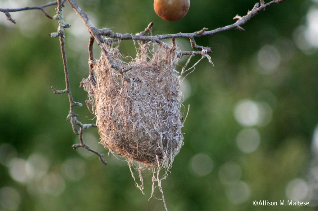 The Empty Nest   by falcon11