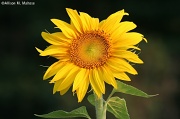30th Aug 2012 - Sunflower