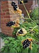 31st Aug 2012 - Blackberry Lily