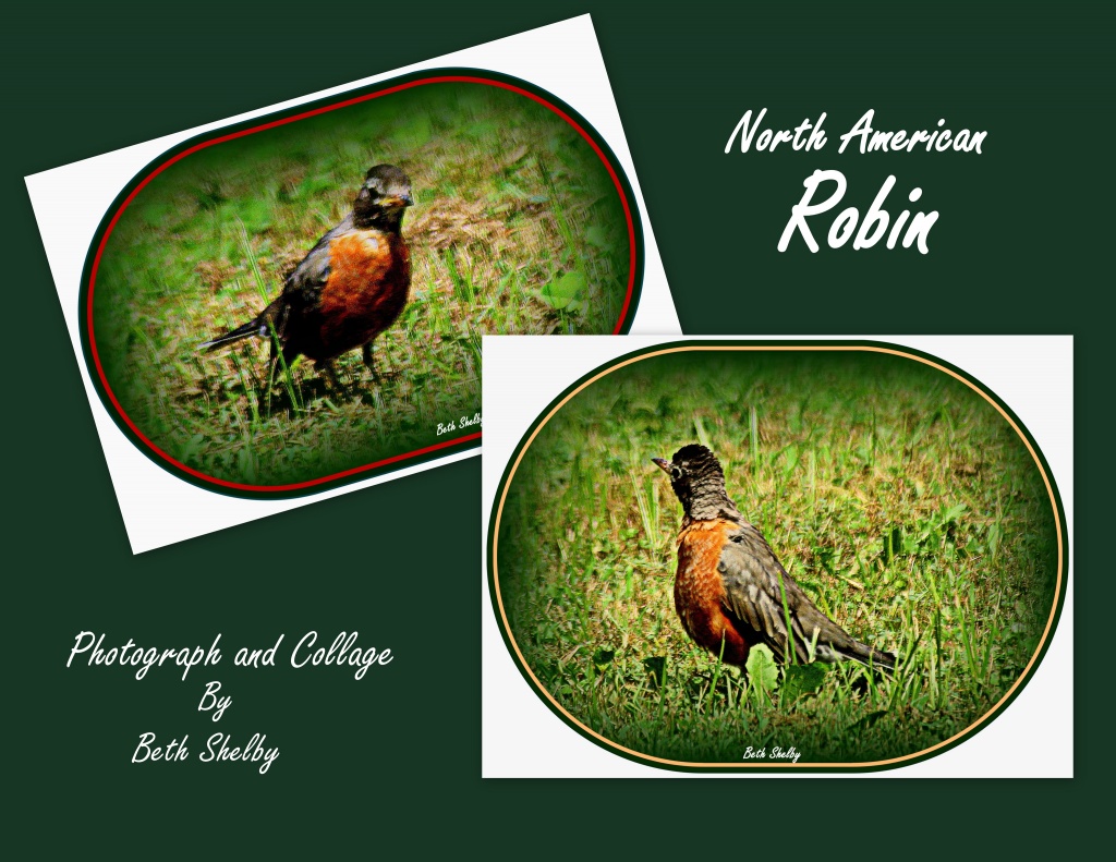 Collage Robin by vernabeth