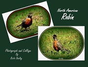 22nd Aug 2012 - Collage Robin