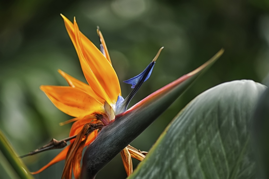 Bird of Paradise by lstasel