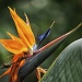 Bird of Paradise by lstasel