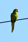 29th Aug 2012 - Bird on a wire