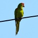 Bird on a wire by mariaostrowski