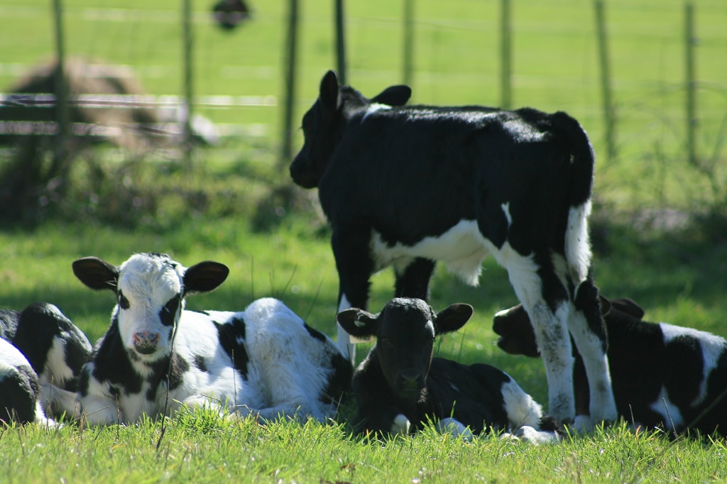 Baby Cow Herd by wenbow