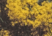 31st Aug 2012 - Wattle