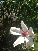 30th Aug 2012 - Pretty Hibiscus 