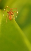 1st Sep 2012 - Crab or Ant? 