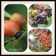 31st Aug 2012 - Nature's Harvest 