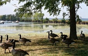 31st Aug 2012 - Geese