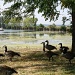 Geese by mittens