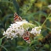 Butterflies Galore by hjbenson