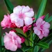 8-31 pretty in pink by milaniet