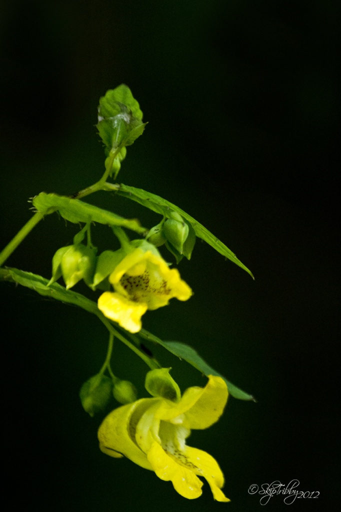 Yellow Jewel Weed by skipt07