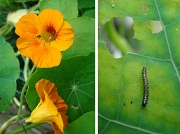 1st Sep 2012 - Caterpillar Saga 2: Flower & Eater