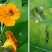 Caterpillar Saga 2: Flower & Eater by bulldog