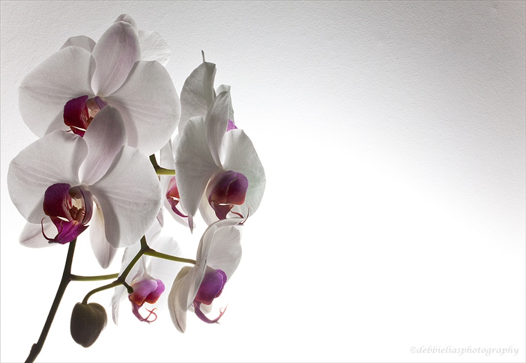 1.9.12 Orchid  by stoat
