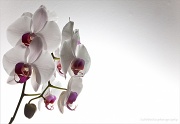 1st Sep 2012 - 1.9.12 Orchid 