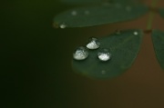 1st Sep 2012 - Raindrops