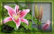 1st Sep 2012 - Lily - late but lovely 