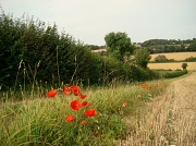 1st Sep 2012 - Sept 01: 'Bright' Poppies