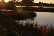 28th Aug 2012 - Swan Sunrise