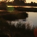 Swan Sunrise by melinareyes