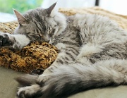 20th Aug 2012 - Cat Nap