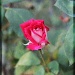 Rosebud by melinareyes