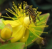 2nd Sep 2012 - Day 7:  Yellow - hoverfly on hypericum flower
