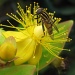 Day 7:  Yellow - hoverfly on hypericum flower by quietpurplehaze