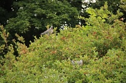 20th Aug 2012 - Pigeons