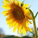 Sunflower 2 by melinareyes