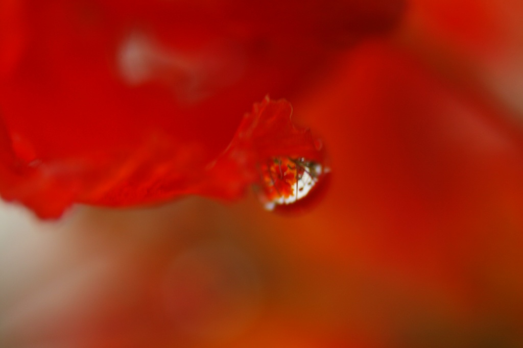 Reflections In A Raindrop by kerristephens