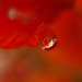 Reflections In A Raindrop by kerristephens