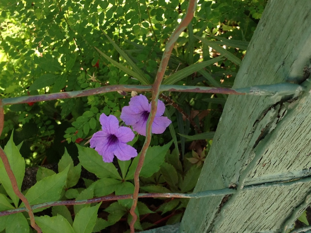 Petunias and fence by congaree