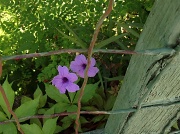 31st Aug 2012 - Petunias and fence
