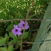 Petunias and fence by congaree